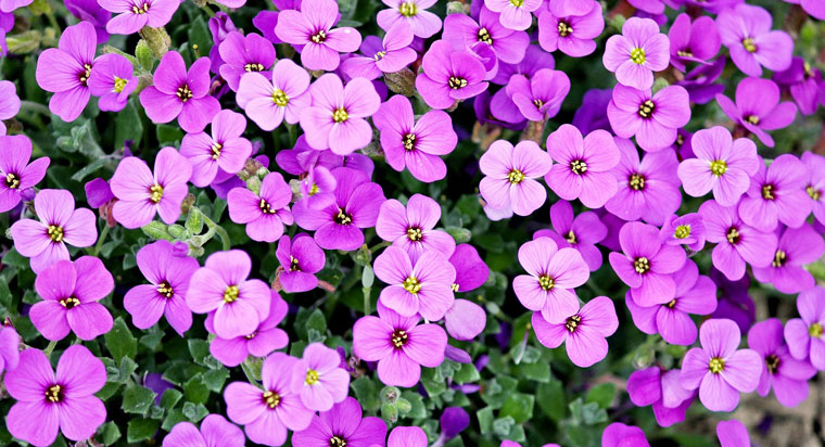 purple flowers