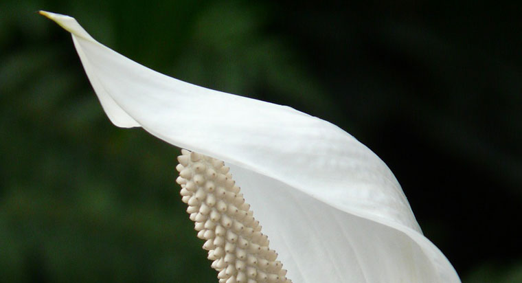 white petal