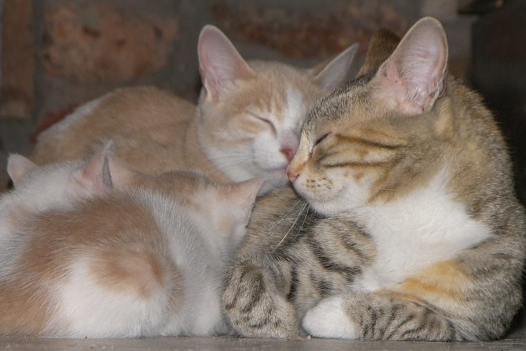 cats sleeping