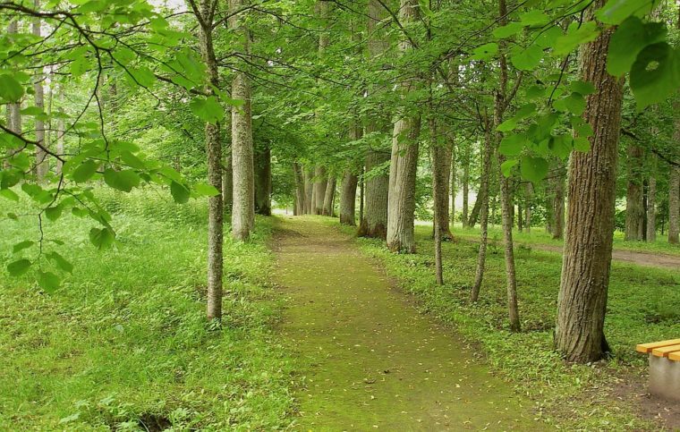 green forest
