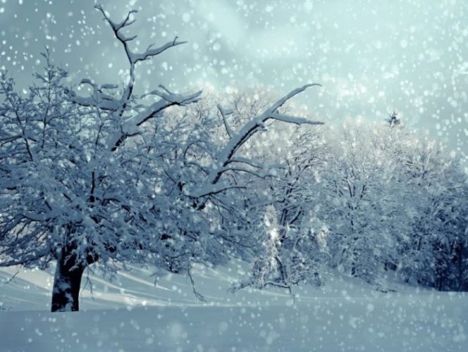 trees covered with snow in snow storm