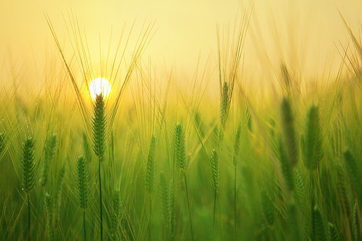 wheat plant with sunlight at background