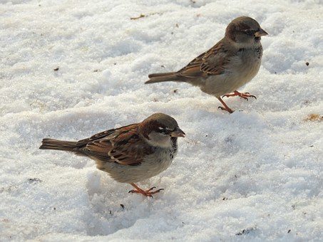 sparrows on white sand