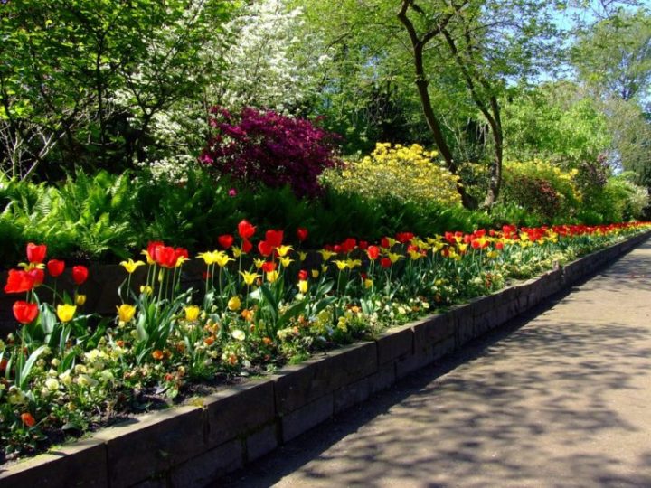 flowers in garden