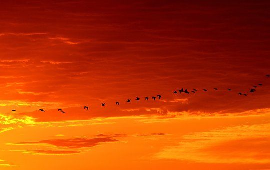 group of birds flying during sunset