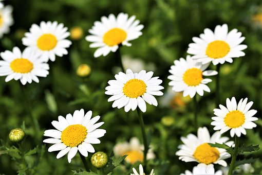 white flowers
