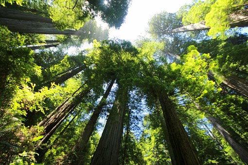 Beautiful view of lush green trees