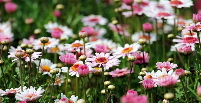 Pink and white flowers