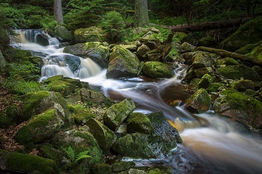 Water flowing through forest