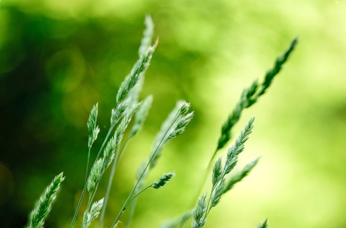 green grass