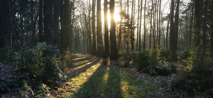 early morning forest scene