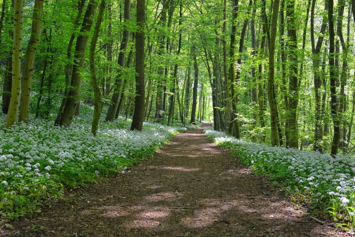 lush green forest