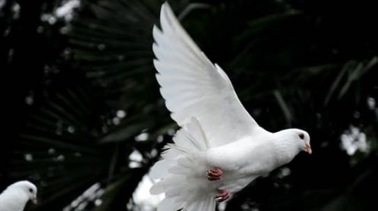 Compassion Brings Inner Peace