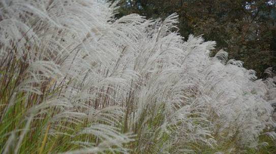 The Seeds that We Plant