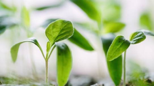 Tending to Our Shared World 