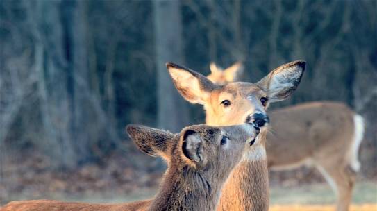 Love and Compassion Are Necessities