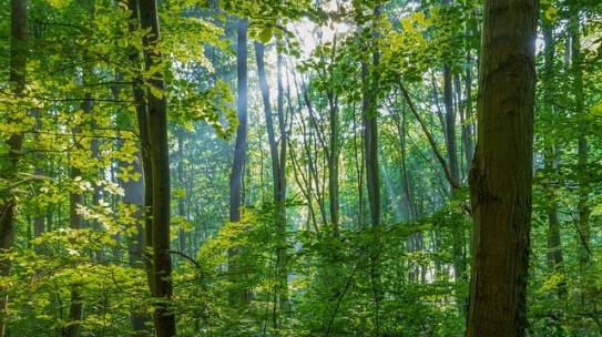 Nature Around Us