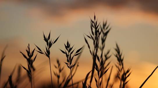 Growing through Suffering
