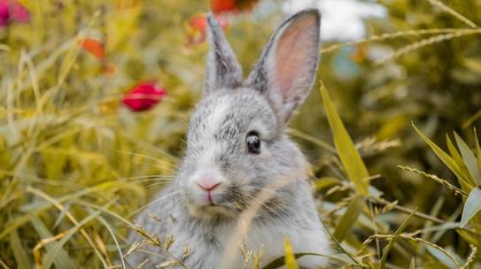Spring – The Promise of New Beginnings