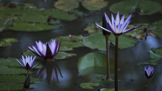 Being in Nature Heals and Strengthens
