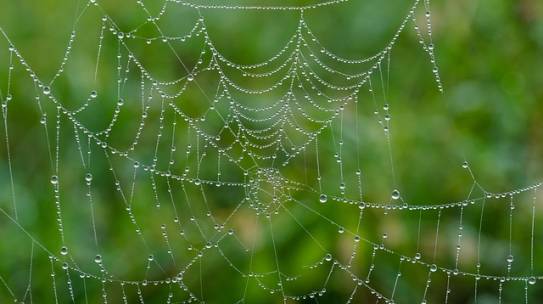 The Web of Life