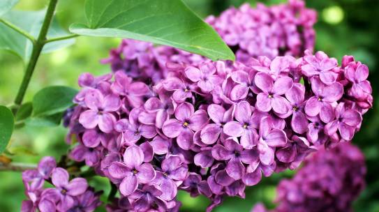The Earth Laughs in Flowers
