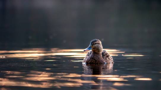 Having a Sense of Purpose